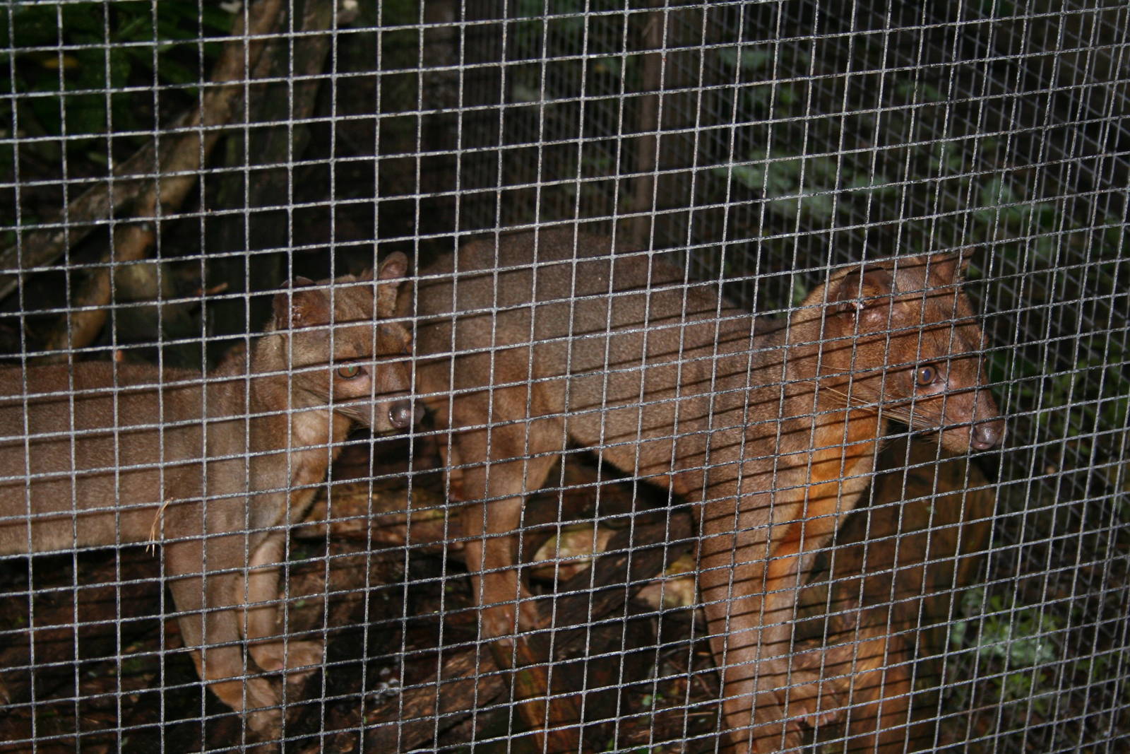 Fossa -Lakeland oasis 08