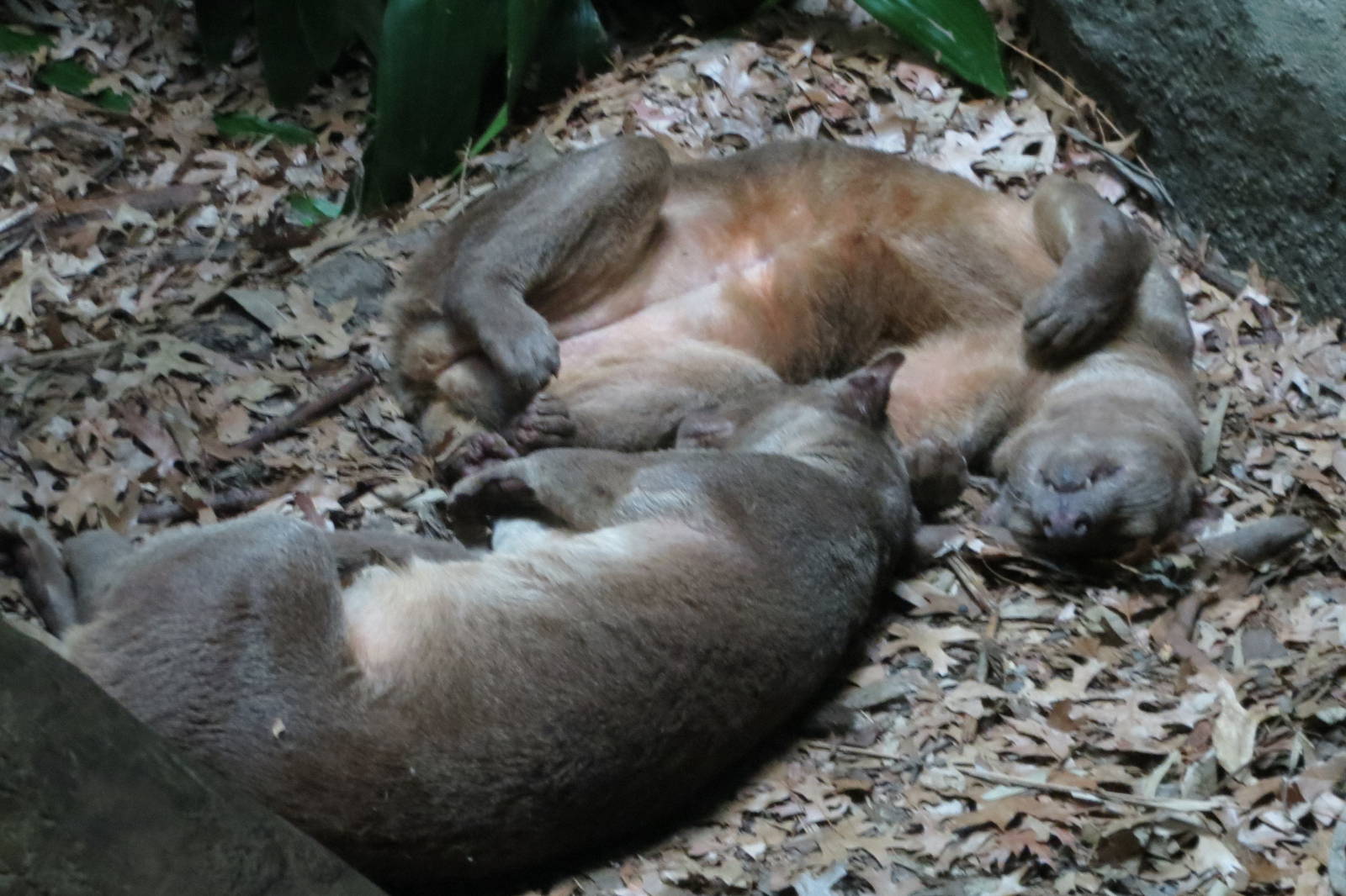 Fossa - Madagascar 031215