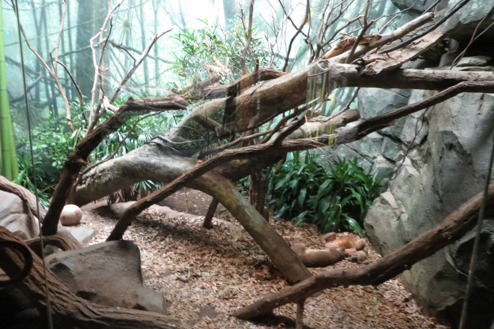 Fossa - Madagascar 031215