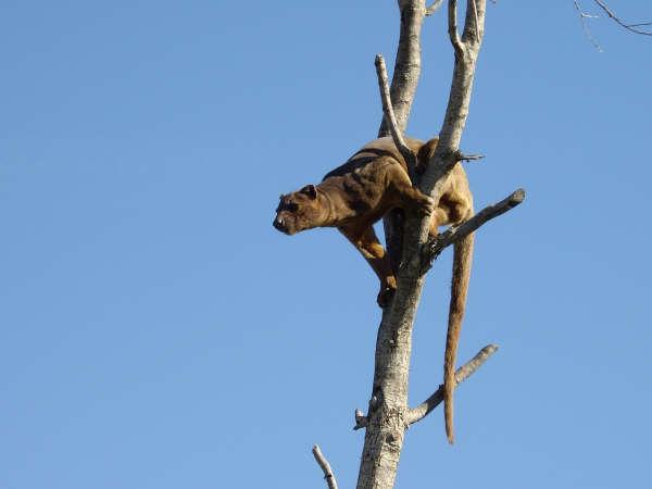 Fossa male looking birds