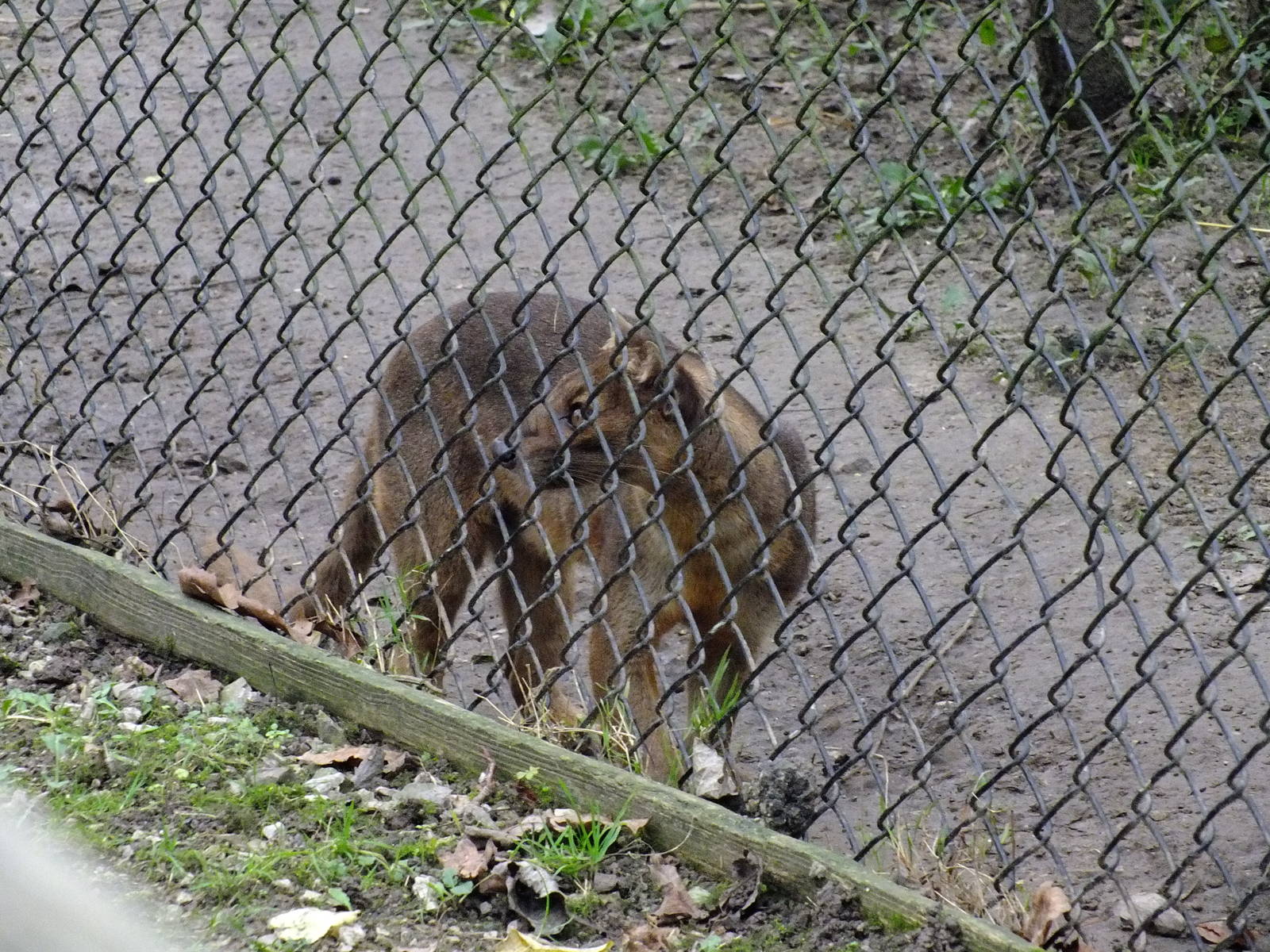 Fossa (Male)