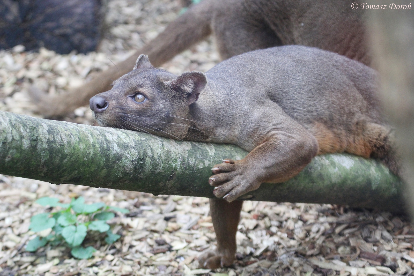 Fossa, March 2015
