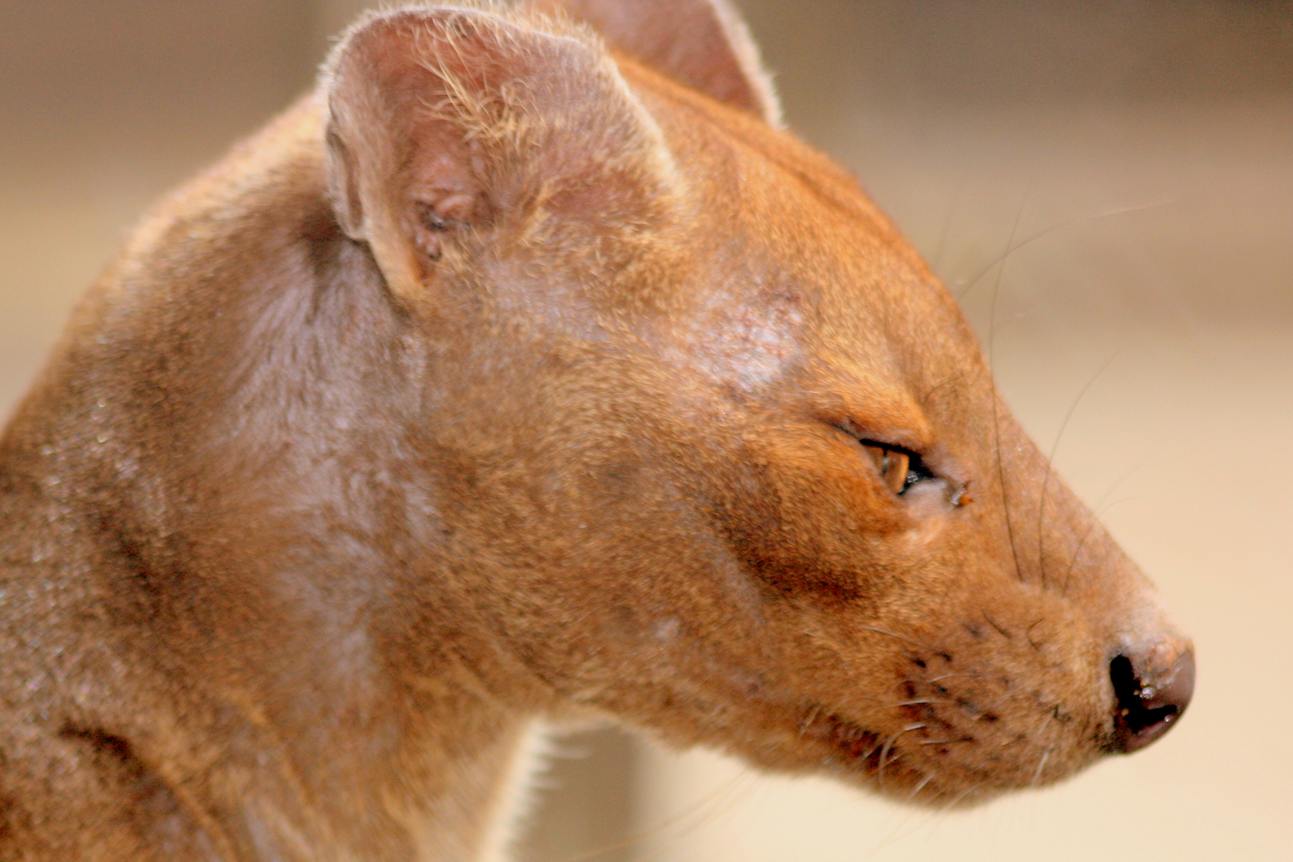 Fossa; Marwell; 20th May 2017