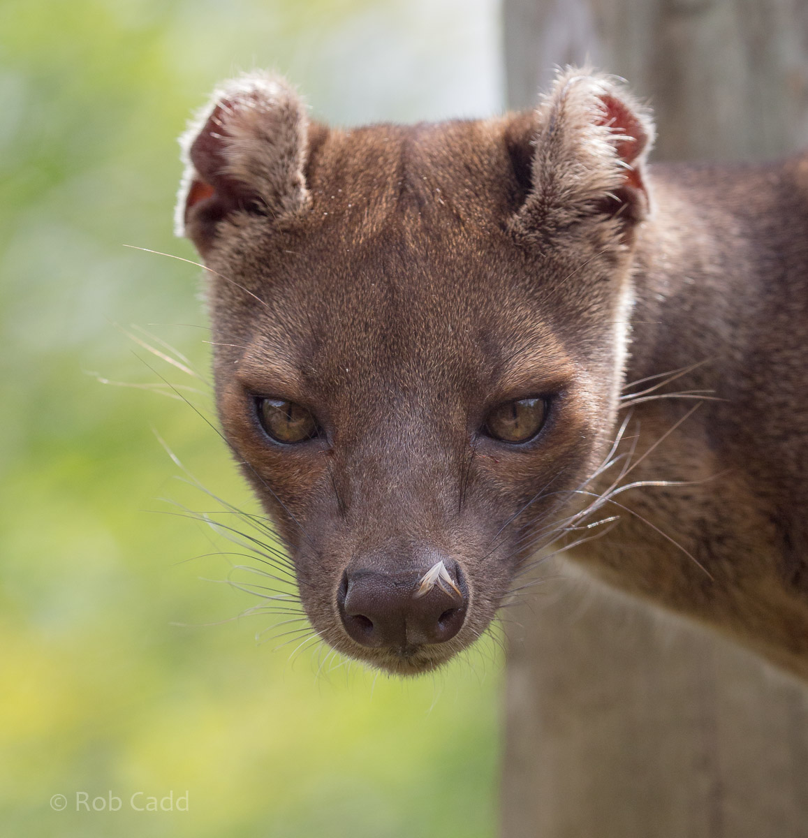 Fossa : Marwell : 29 Jul 2016