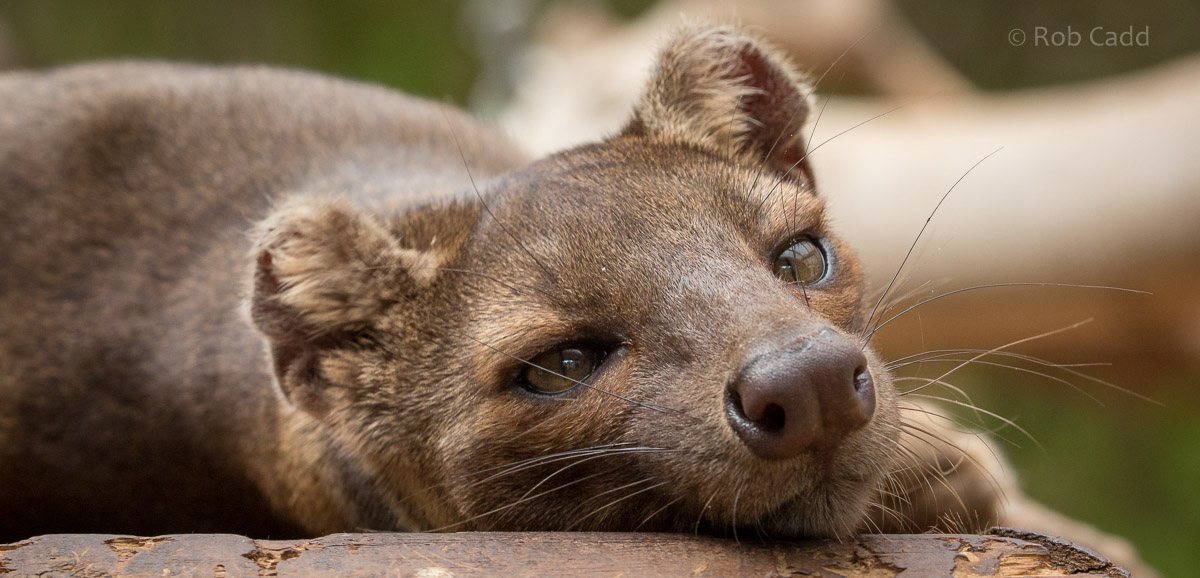 Fossa : Marwell : 29 Jul 2016