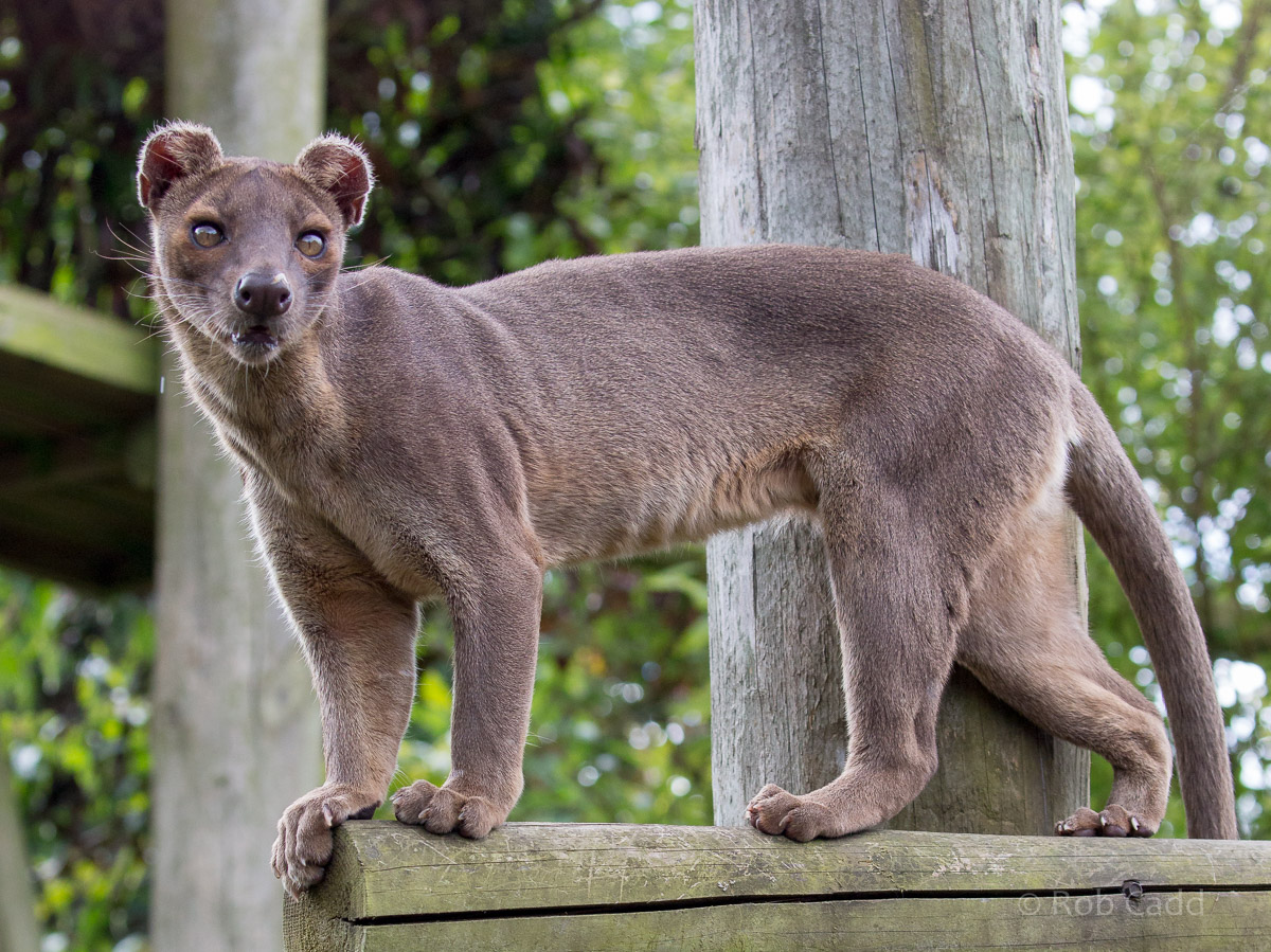 Fossa : Marwell : 29 Jul 2016