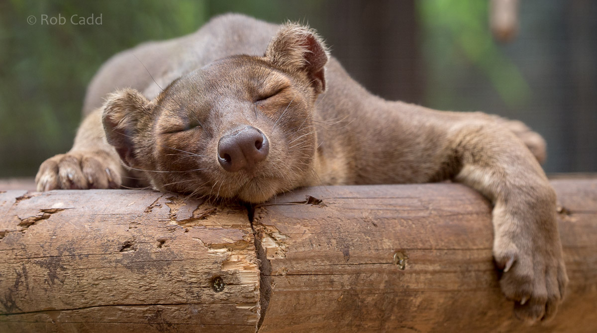Fossa : Marwell : 29 Jul 2016