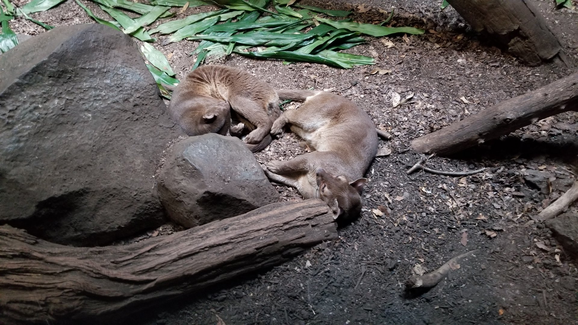 Fossa nap time