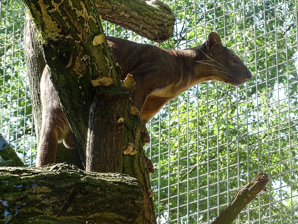 Fossa (new species 2020)