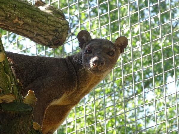 Fossa (new species 2020)