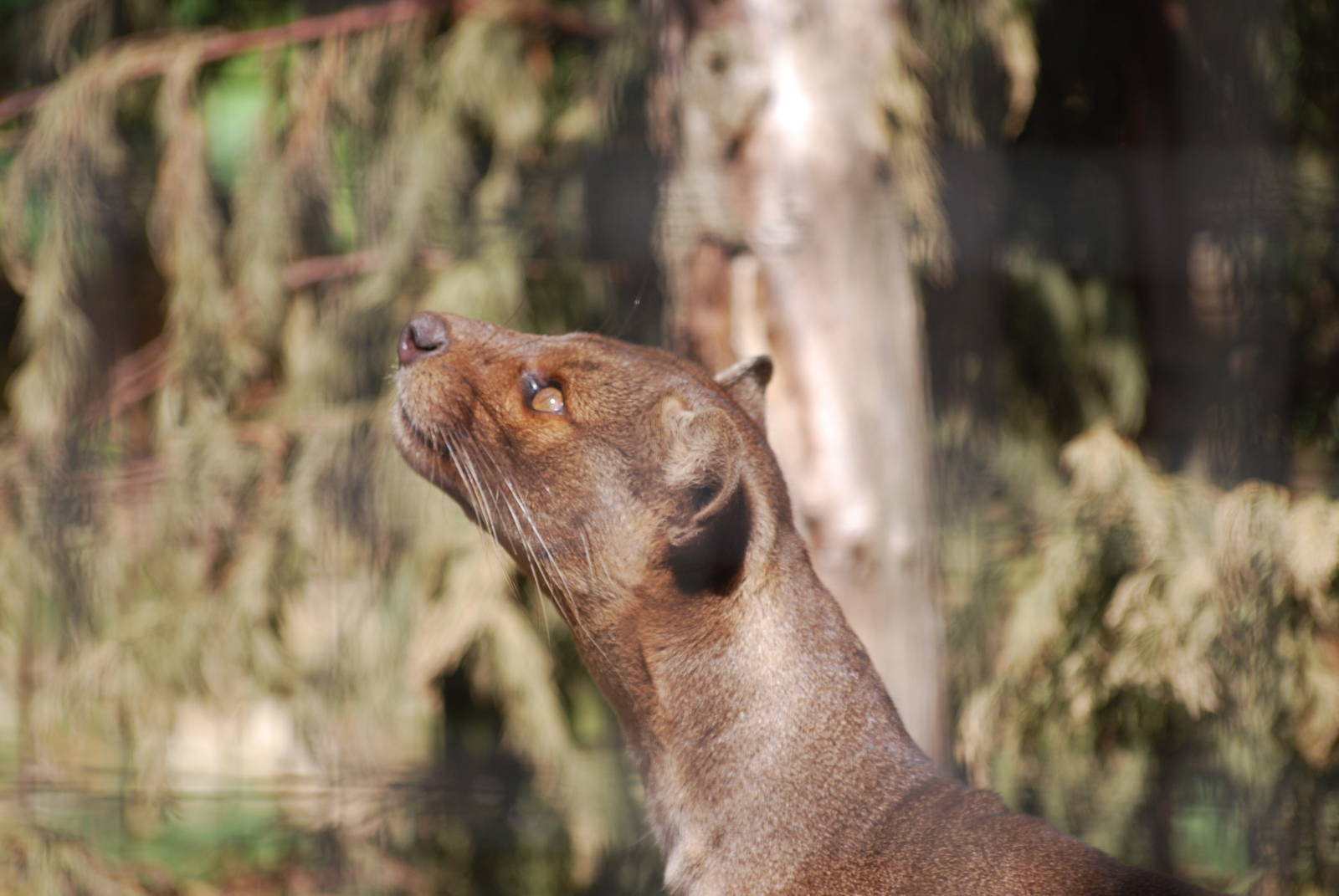Fossa on the hunt