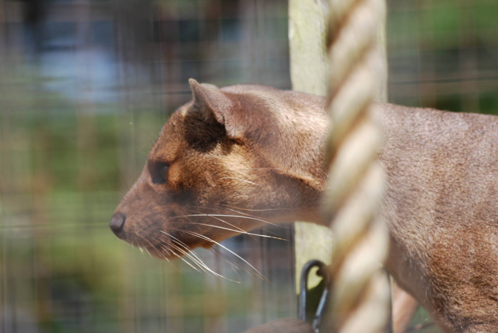 Fossa on the hunt