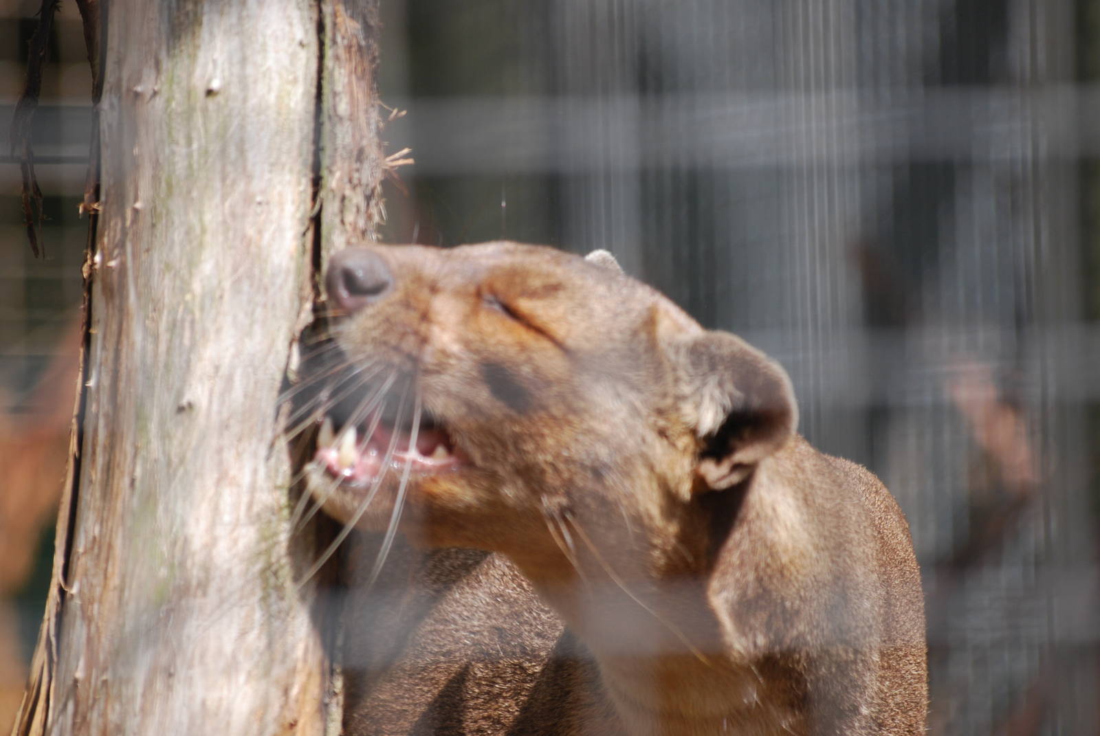 Fossa on the hunt