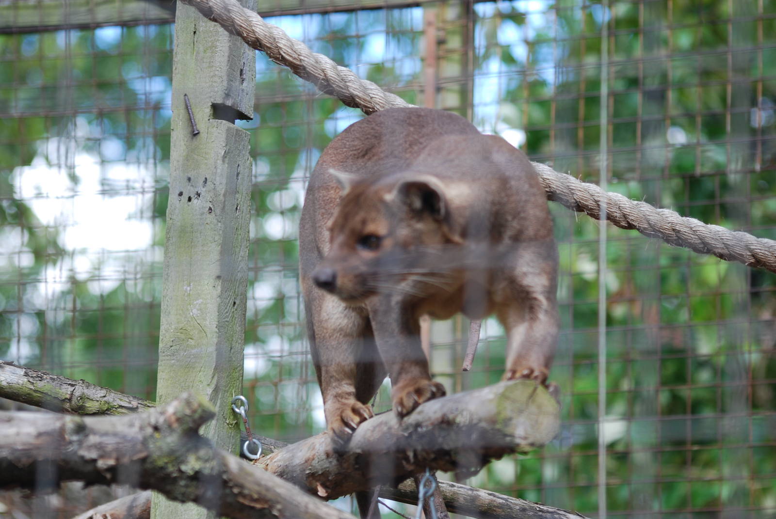 Fossa on the hunt