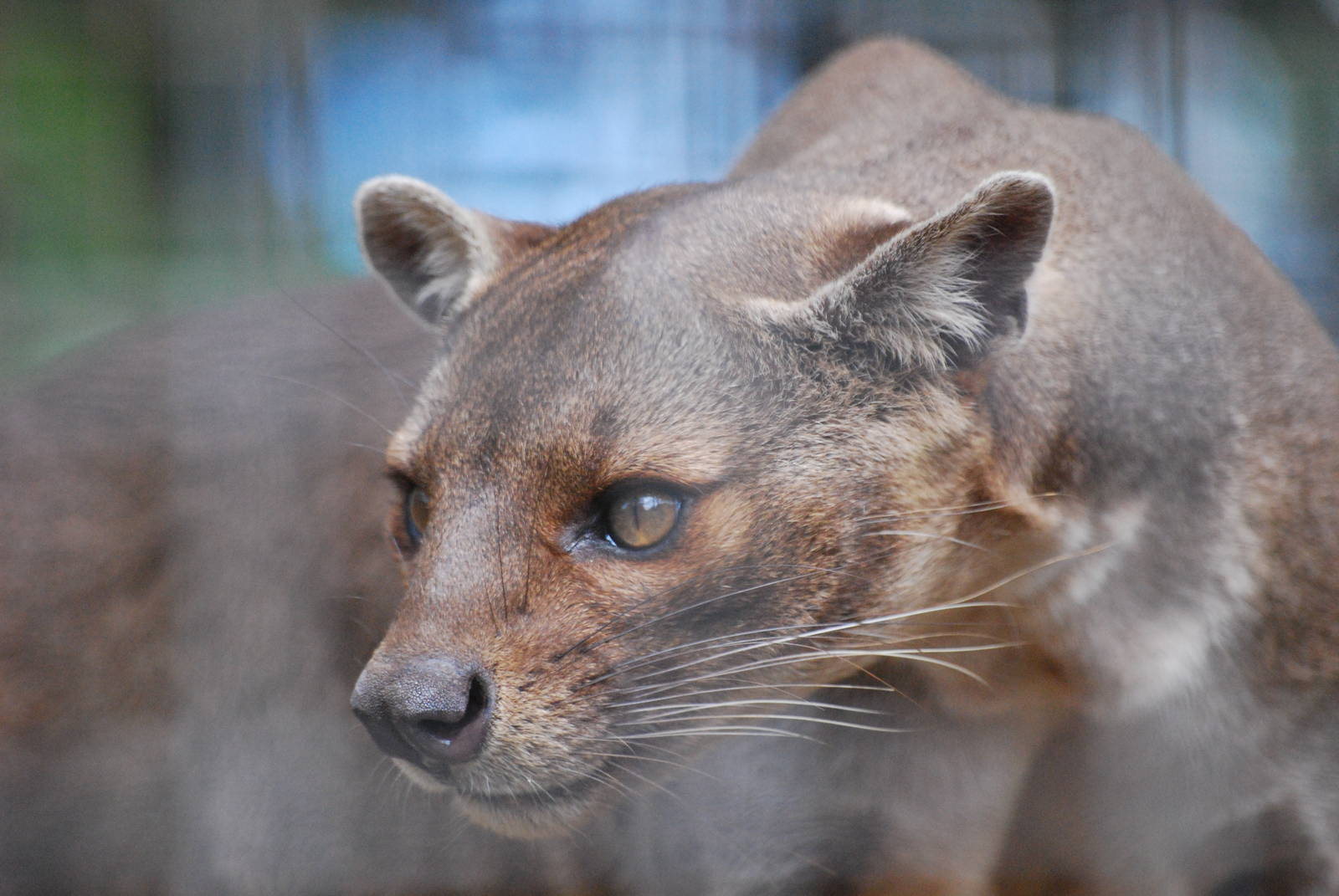 Fossa on the hunt