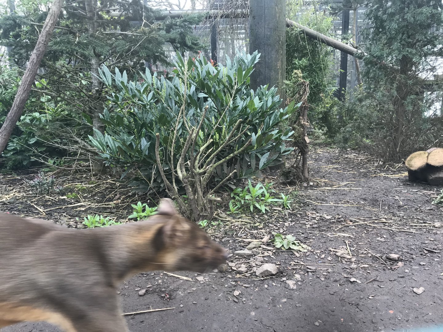Fossa on the move