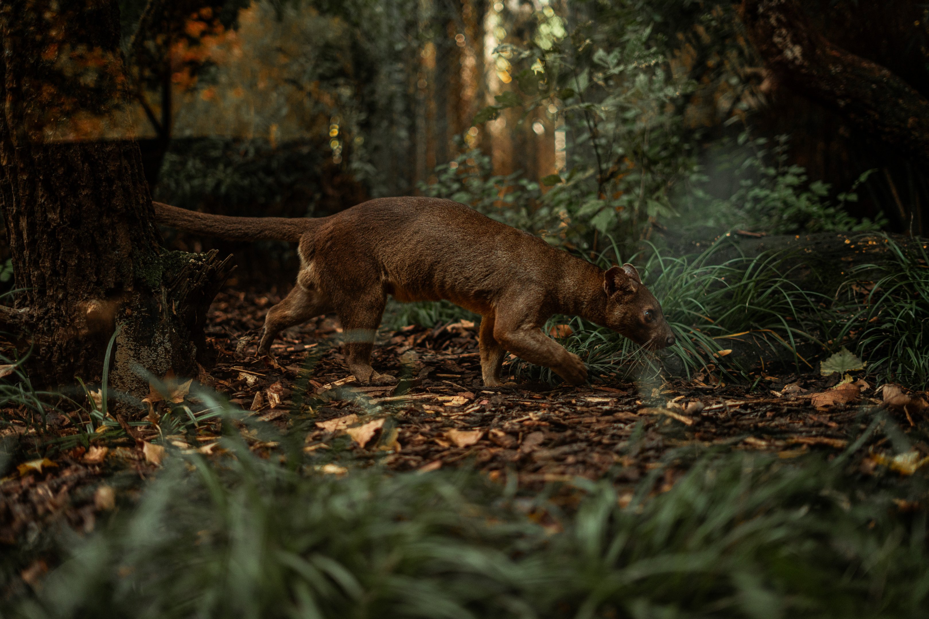 Fossa outdoor enclosure