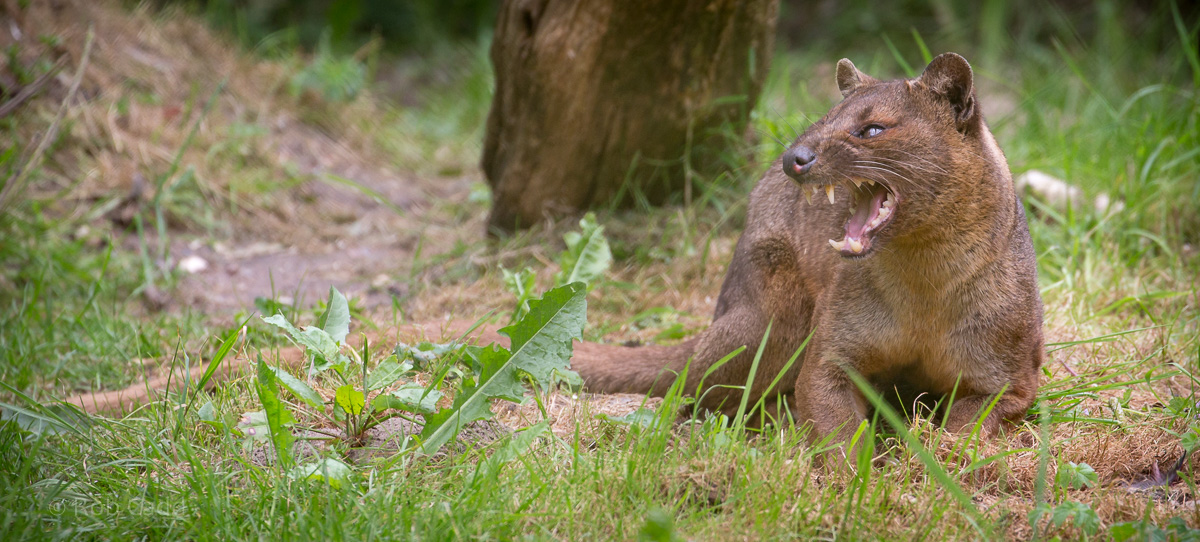 Fossa : Port Lympne : 05 May 2017