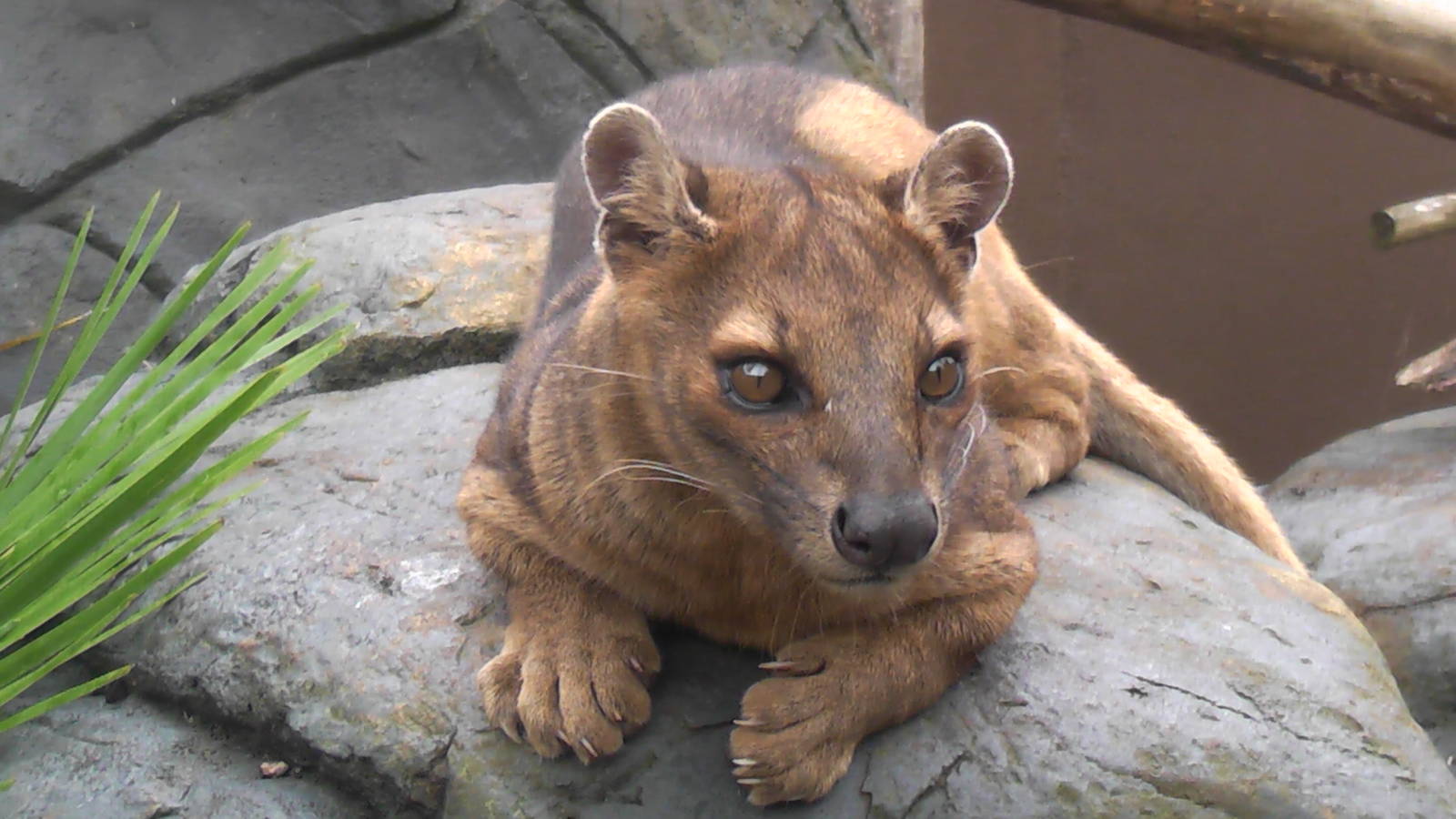 Fossa - RSCC August 2010