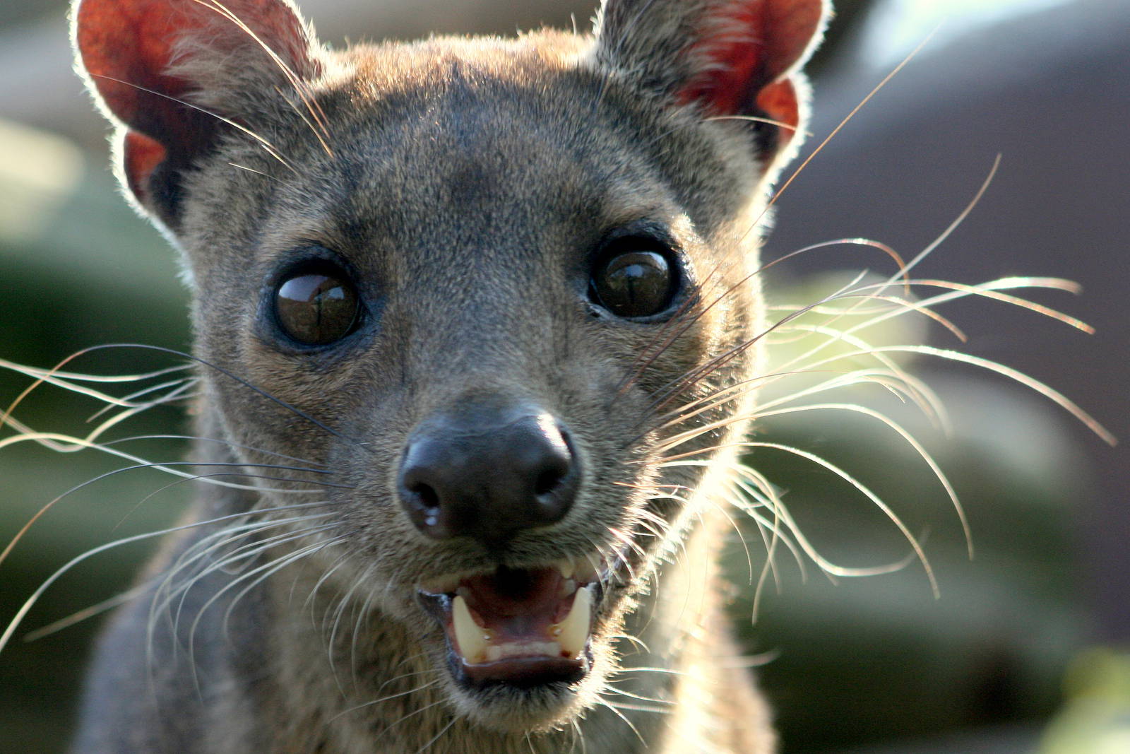 Fossa; RSCC Sandwich; 30th April 2011