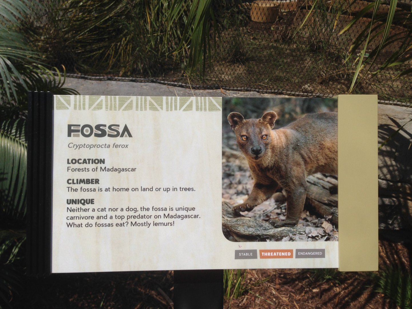Fossa Sign