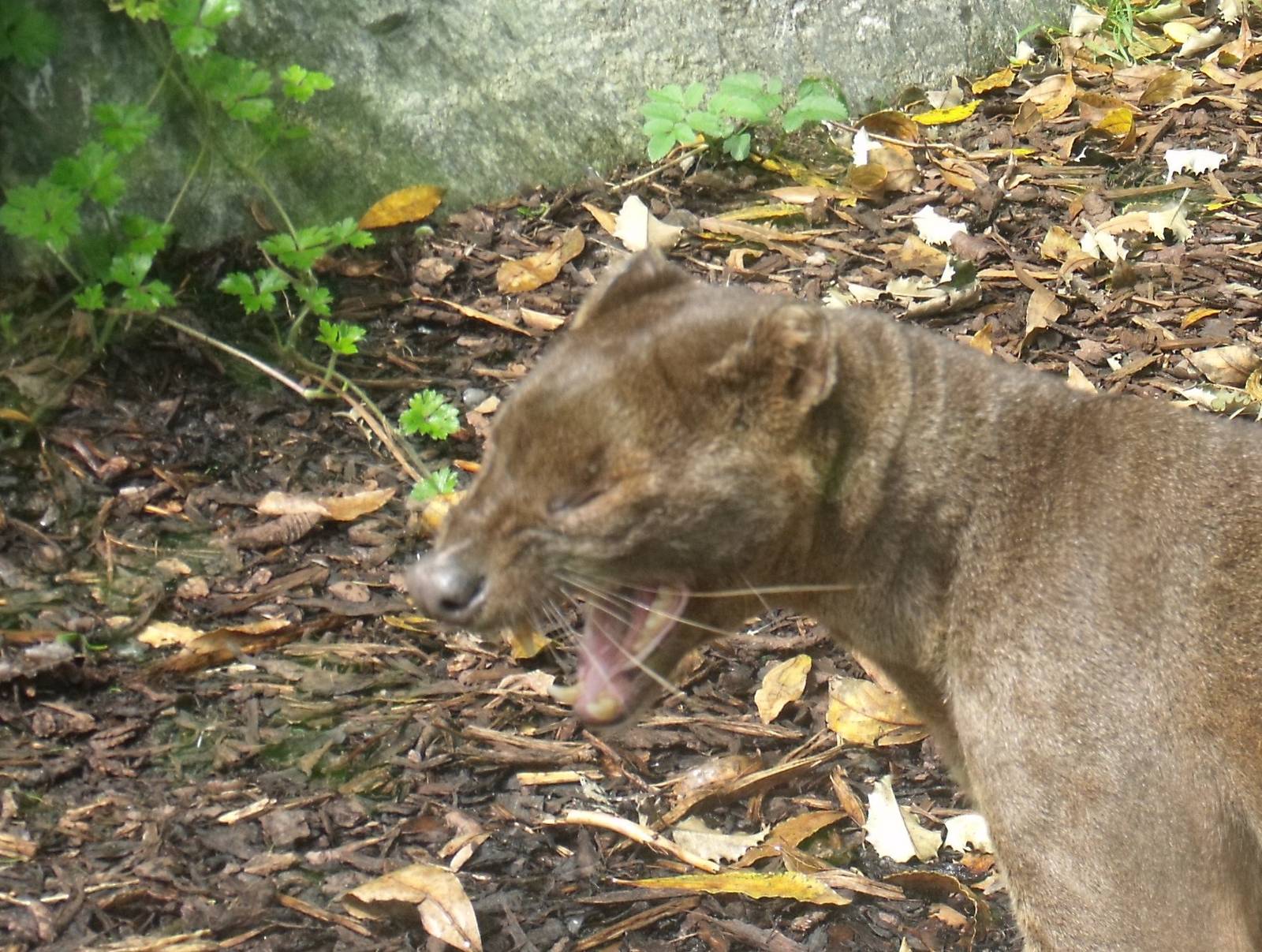 Fossa sits on a hedgehog :)