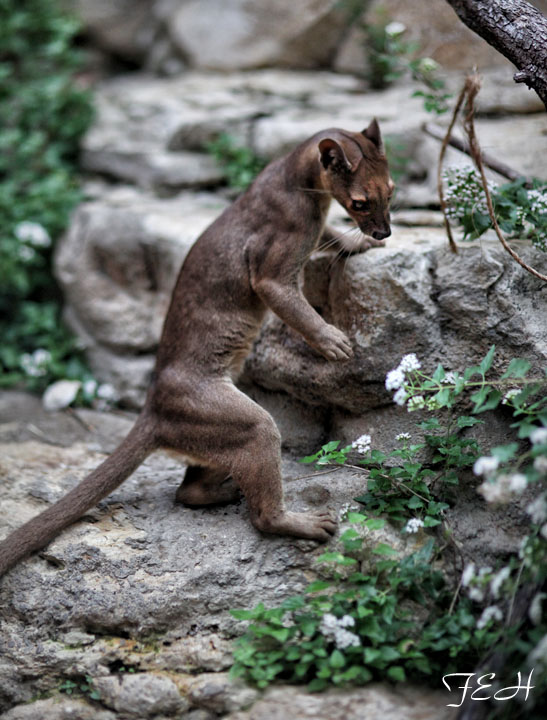 fossa standing upright