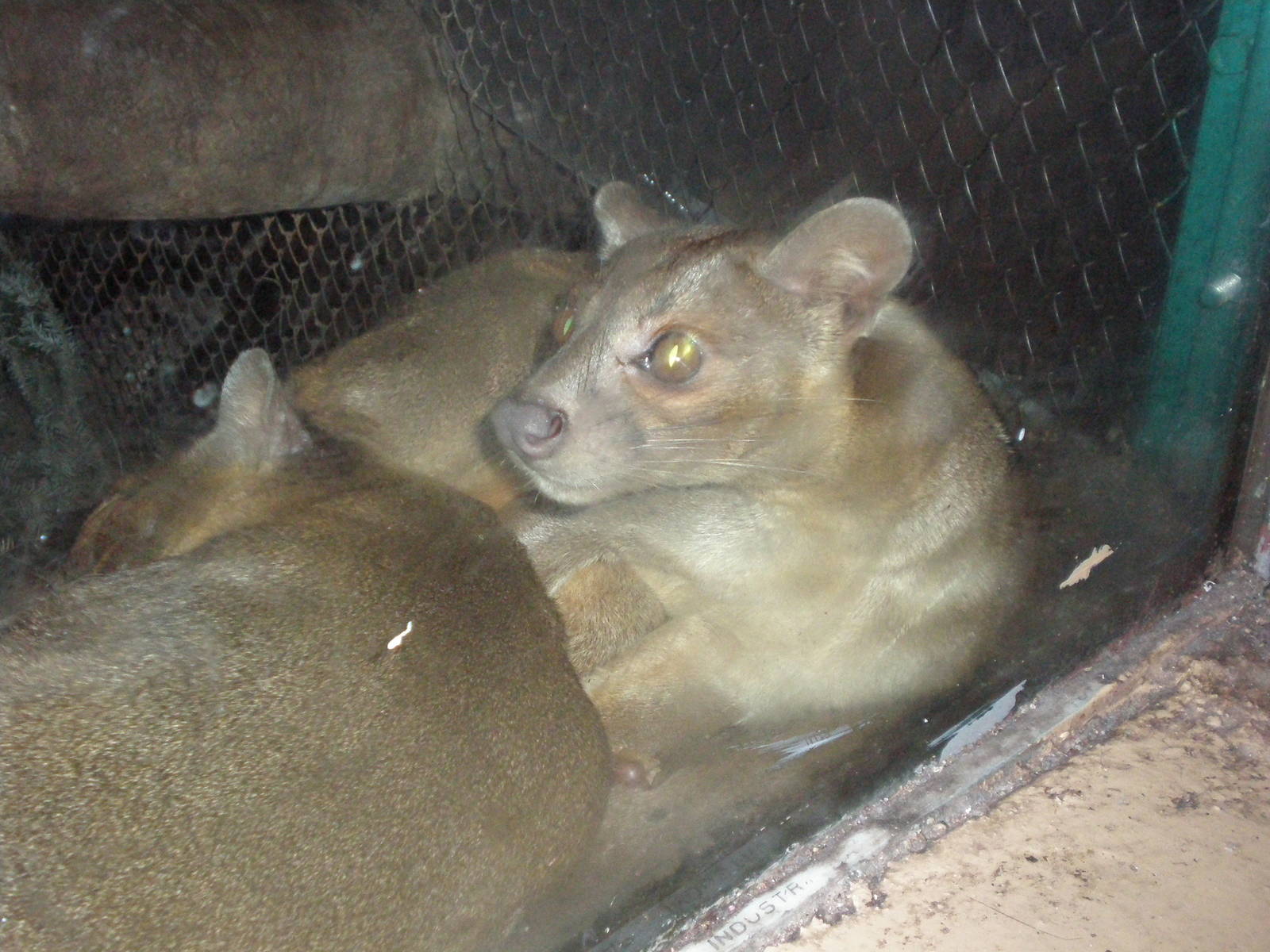 Fossa- Staten Island Zoo DEC08 VIII