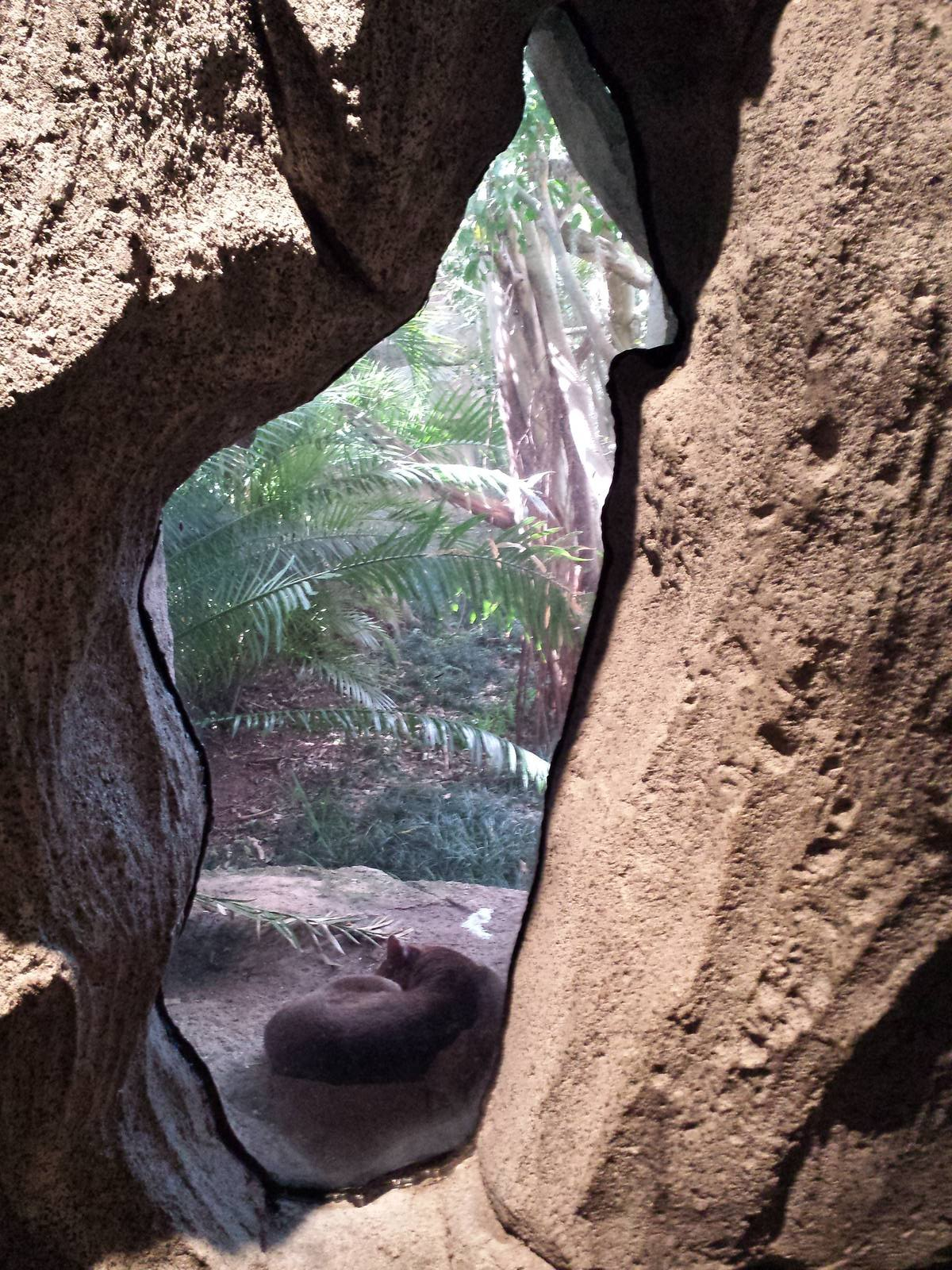Fossa through the Madagascar window