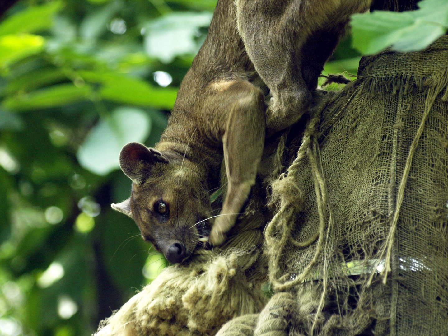 Fossa using enrichment