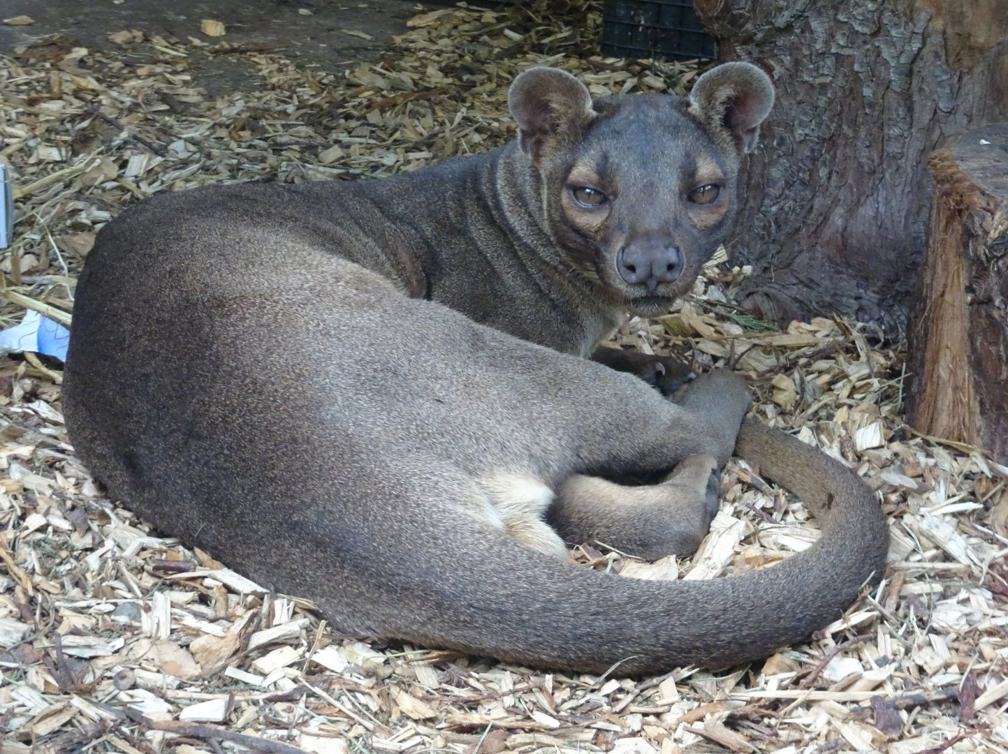 Fossa Zazu   22 May 2025