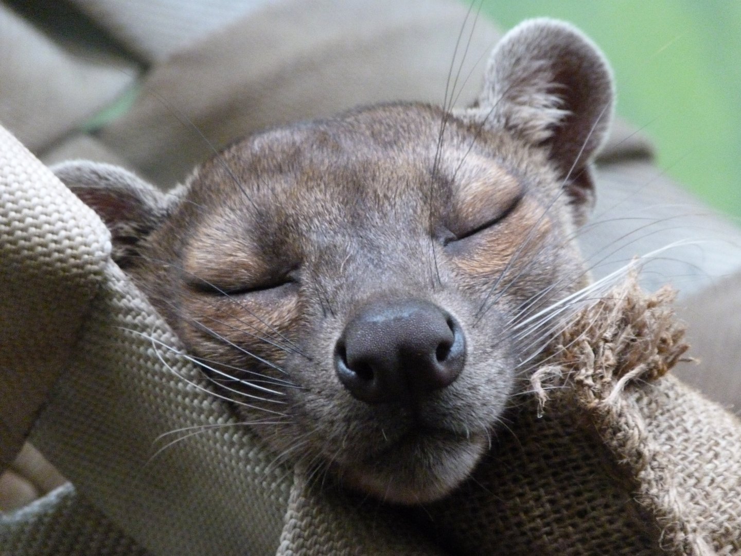 Fossa -Zoo Praha (2025)