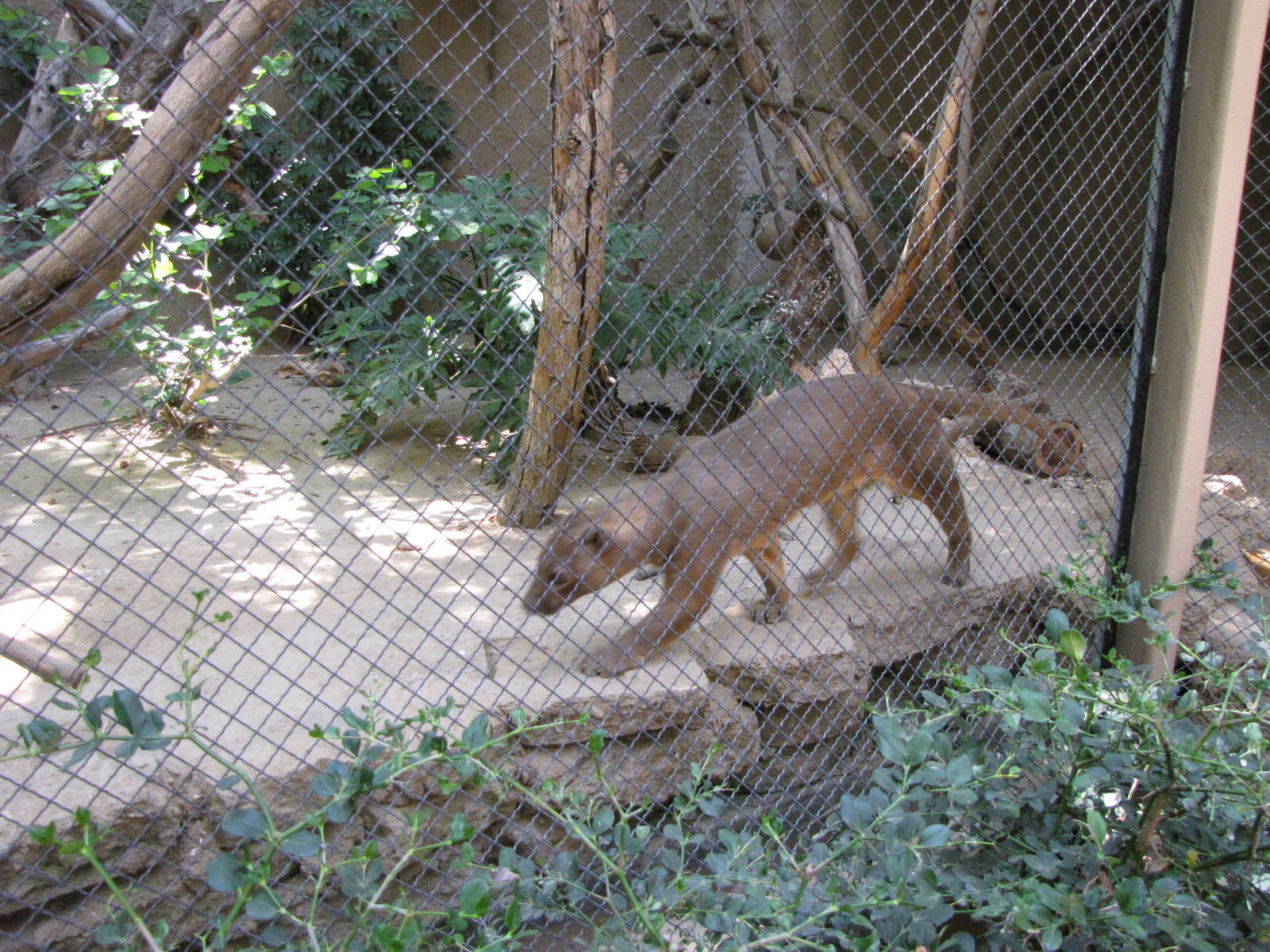 Fossa
