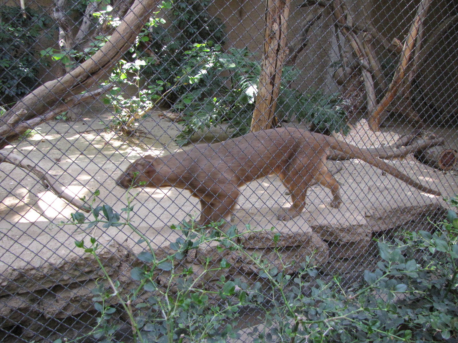 Fossa