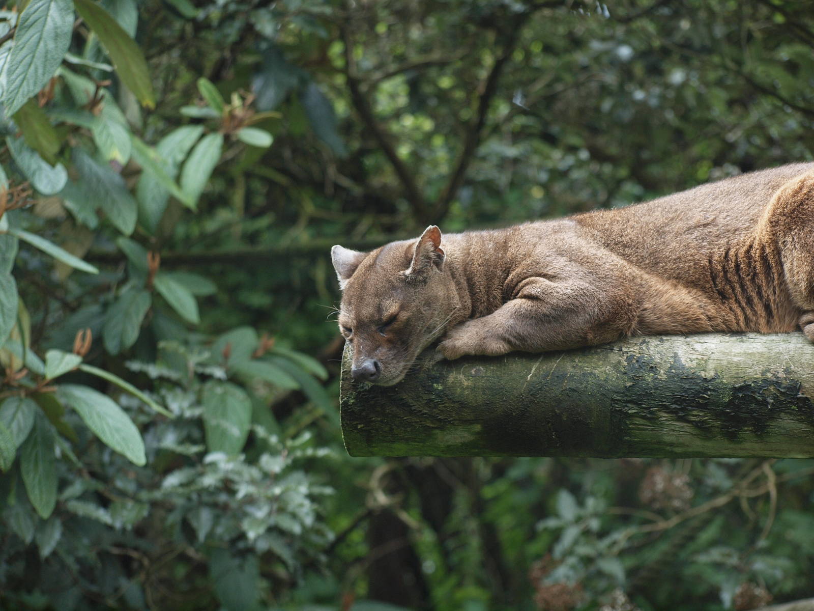 fossa