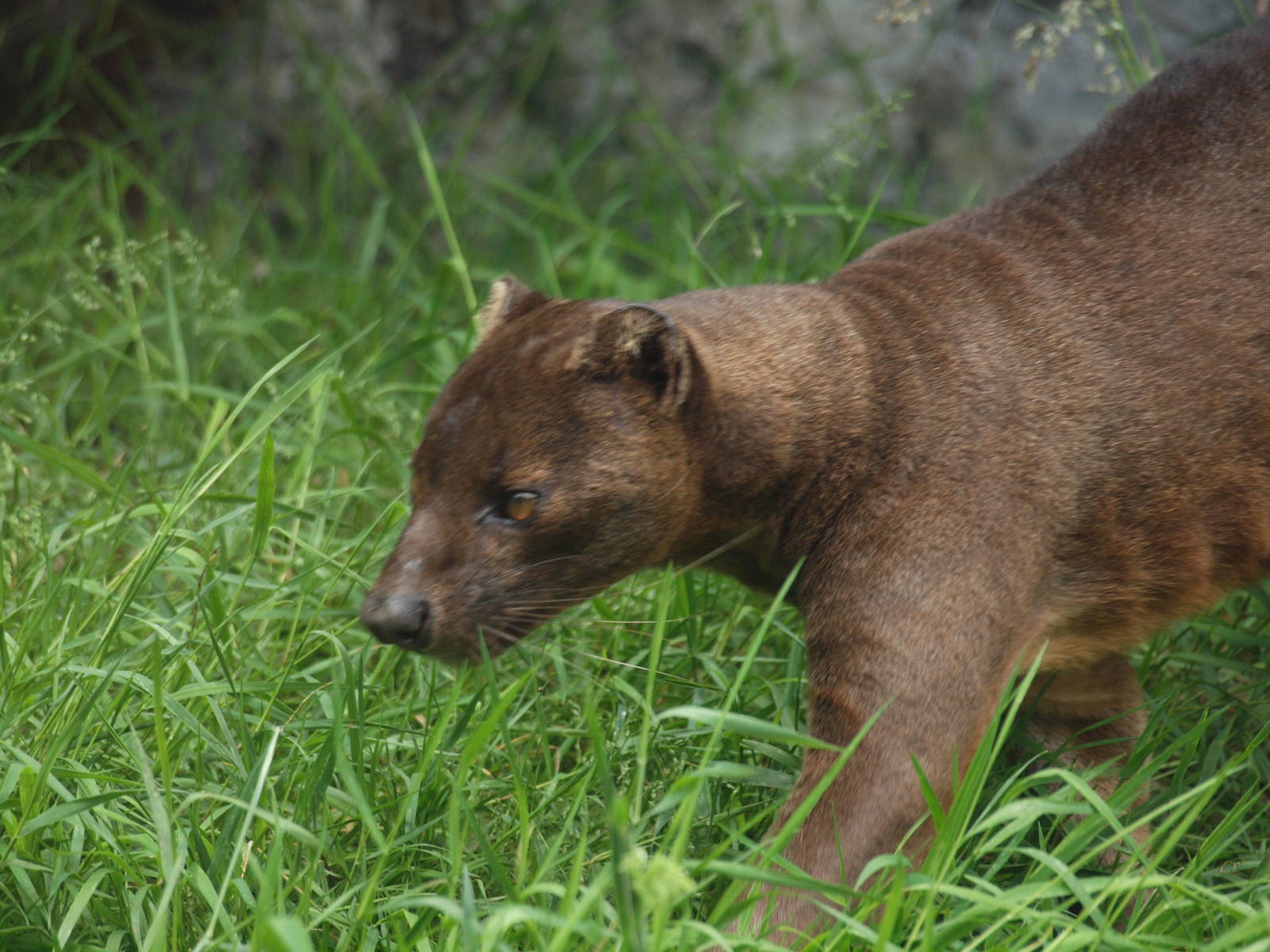 fossa
