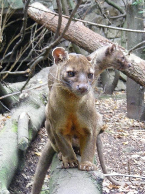 Fossa