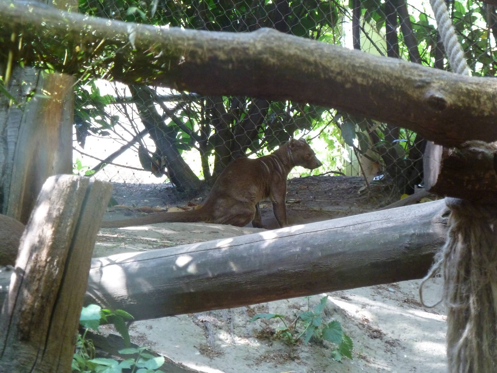 Fossa