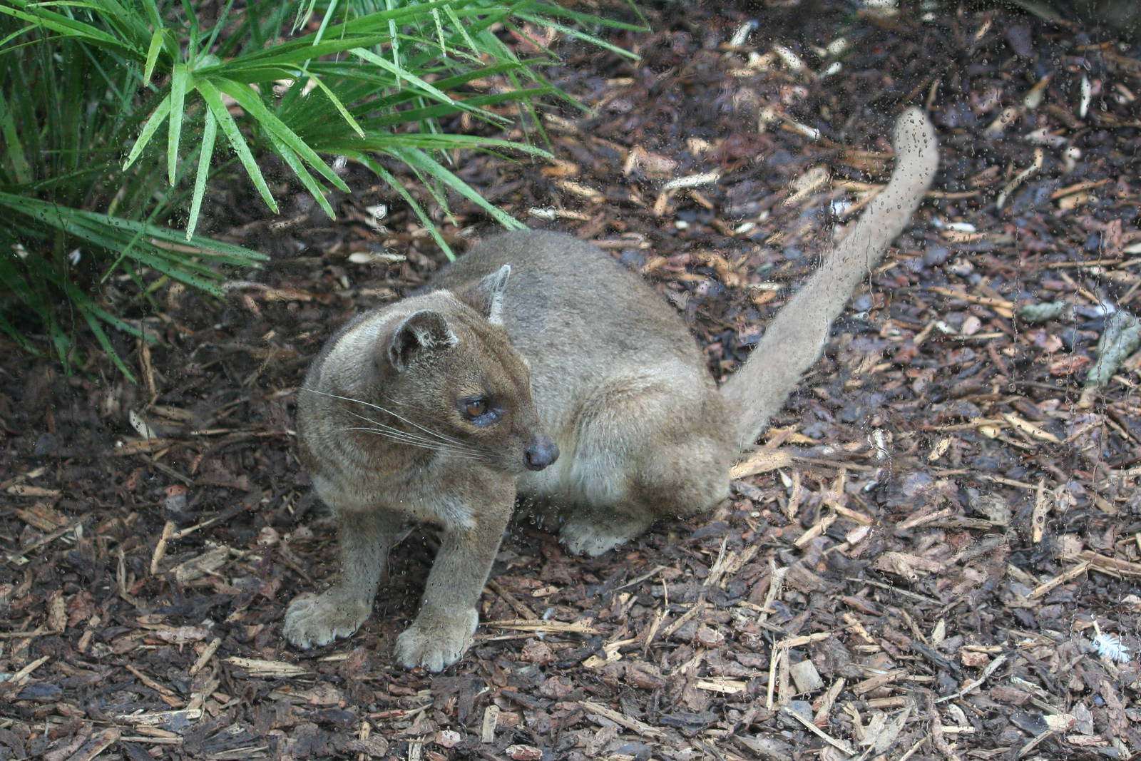 Fossa