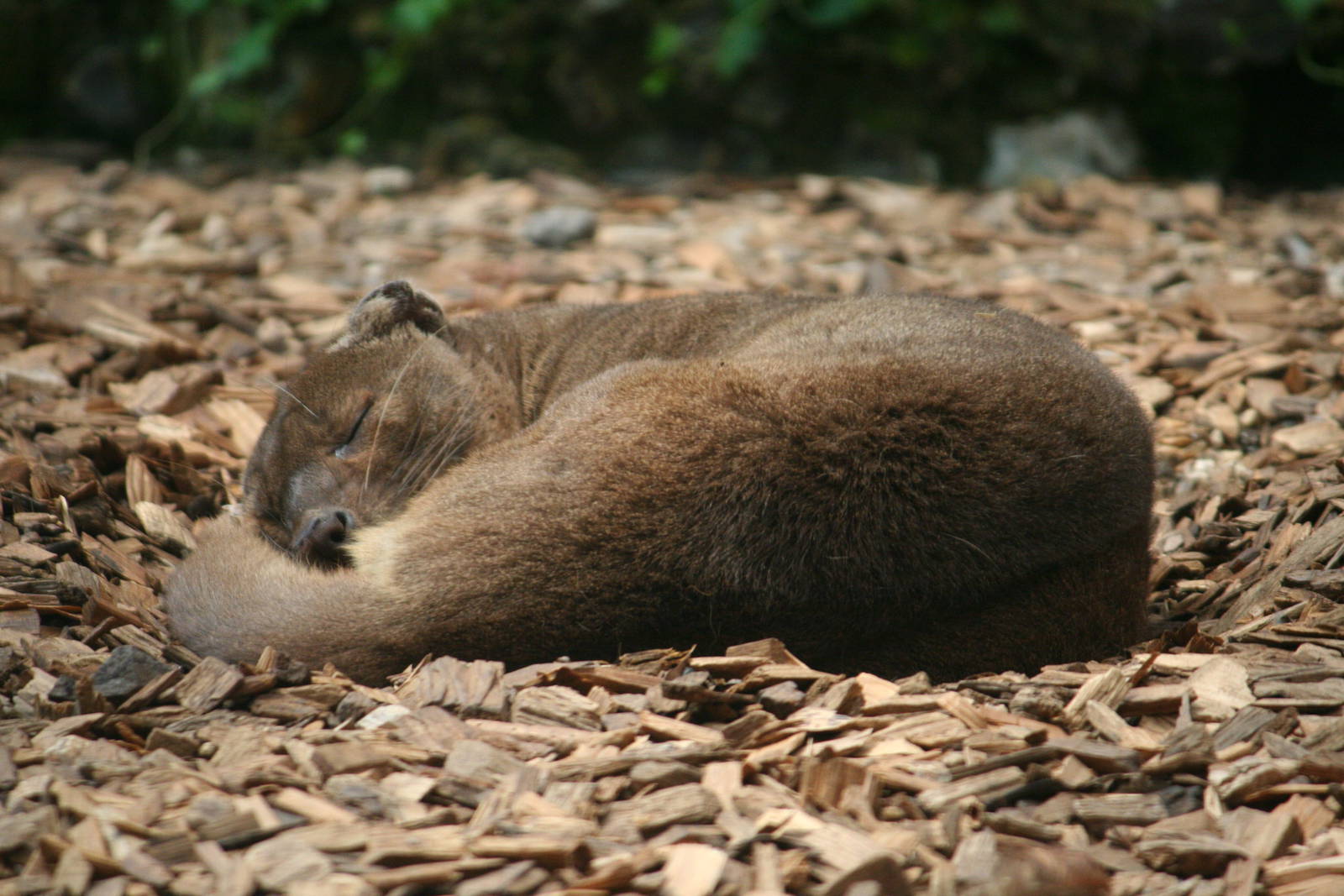 Fossa