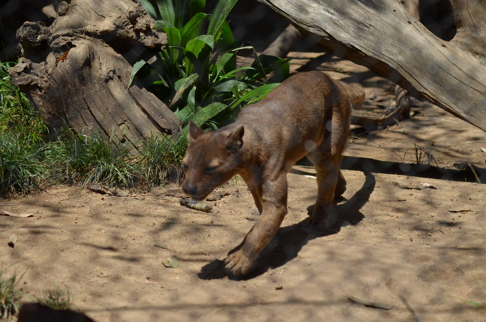 Fossa
