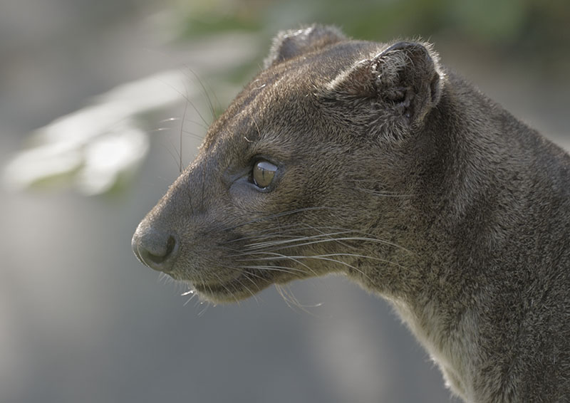 Fossa