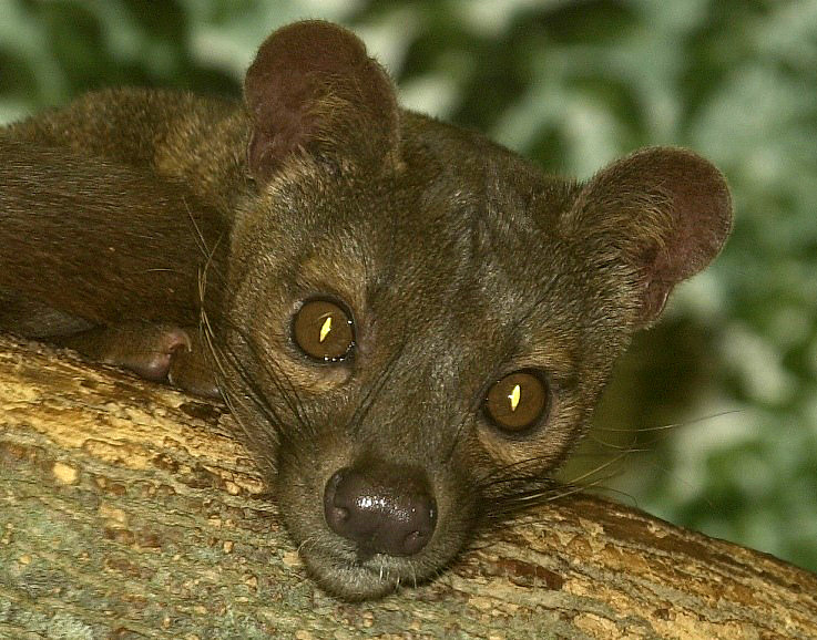 Fossa