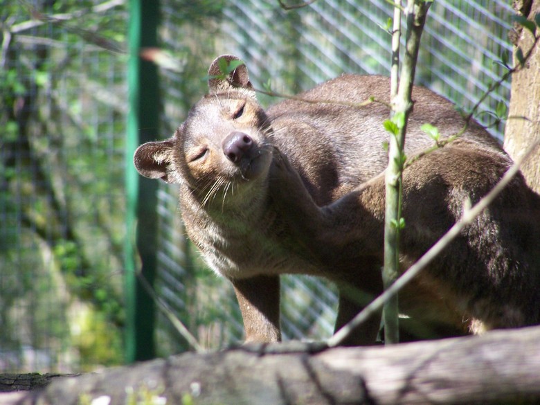 fossa