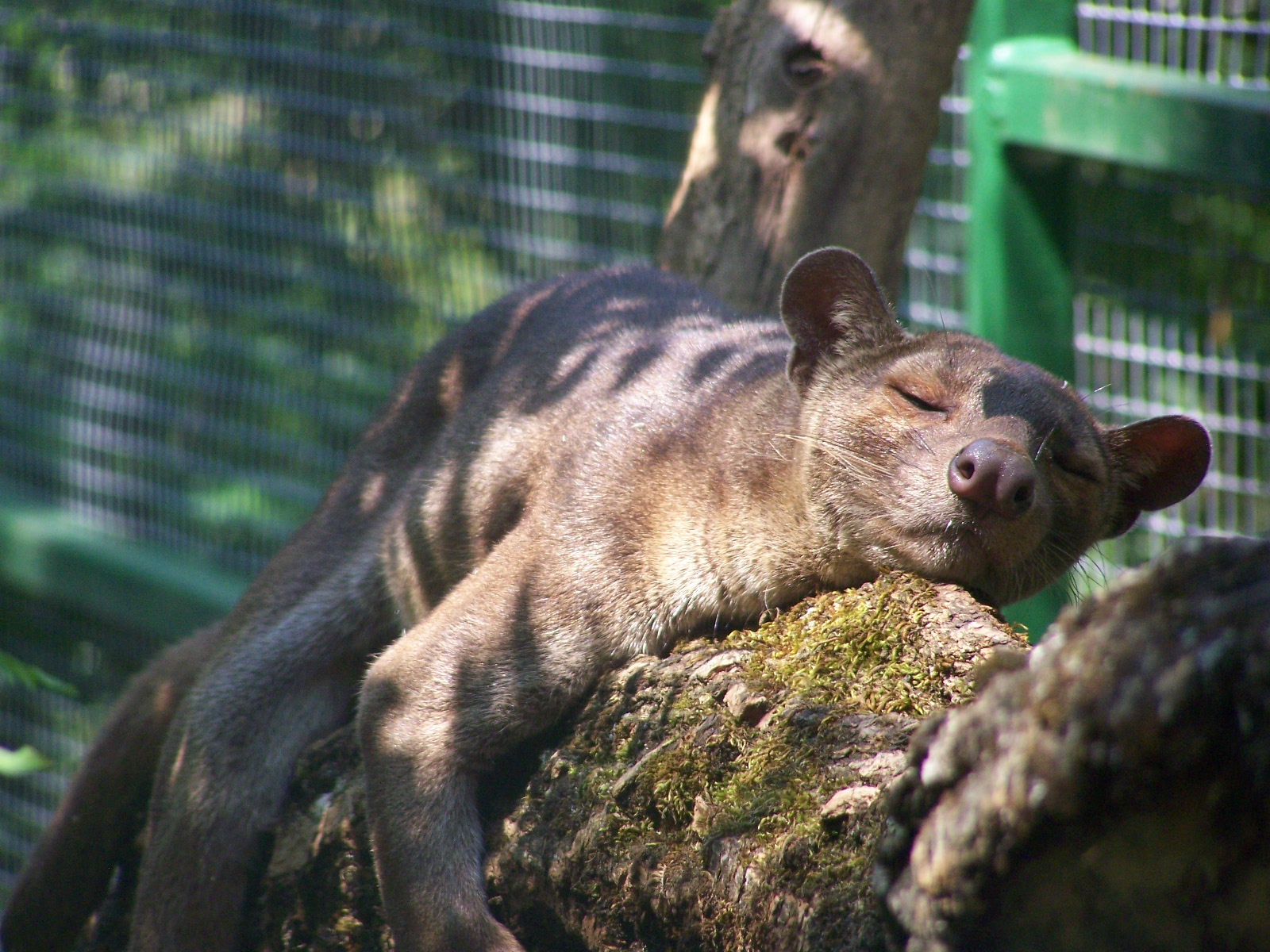 fossa