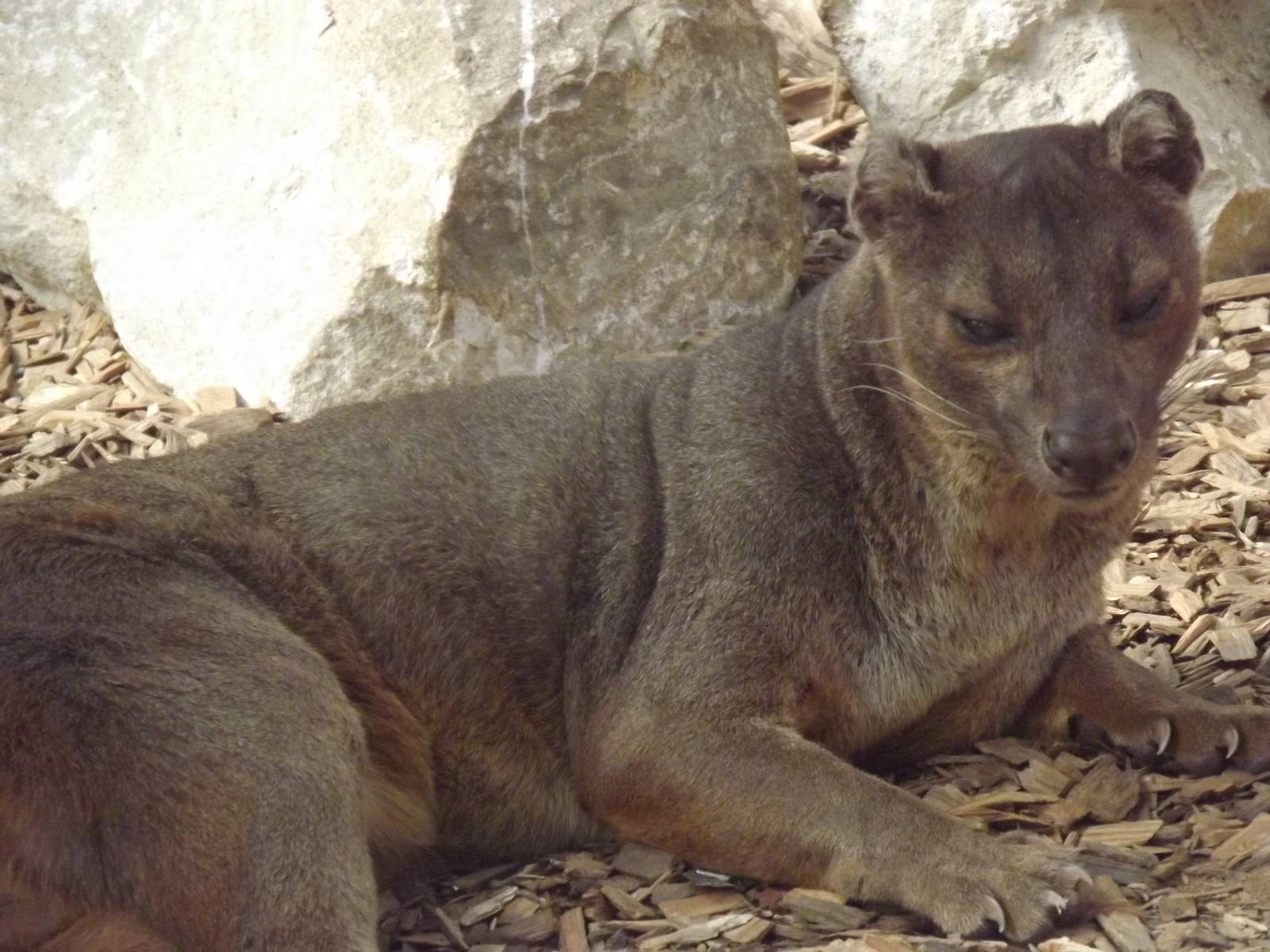 Fossa