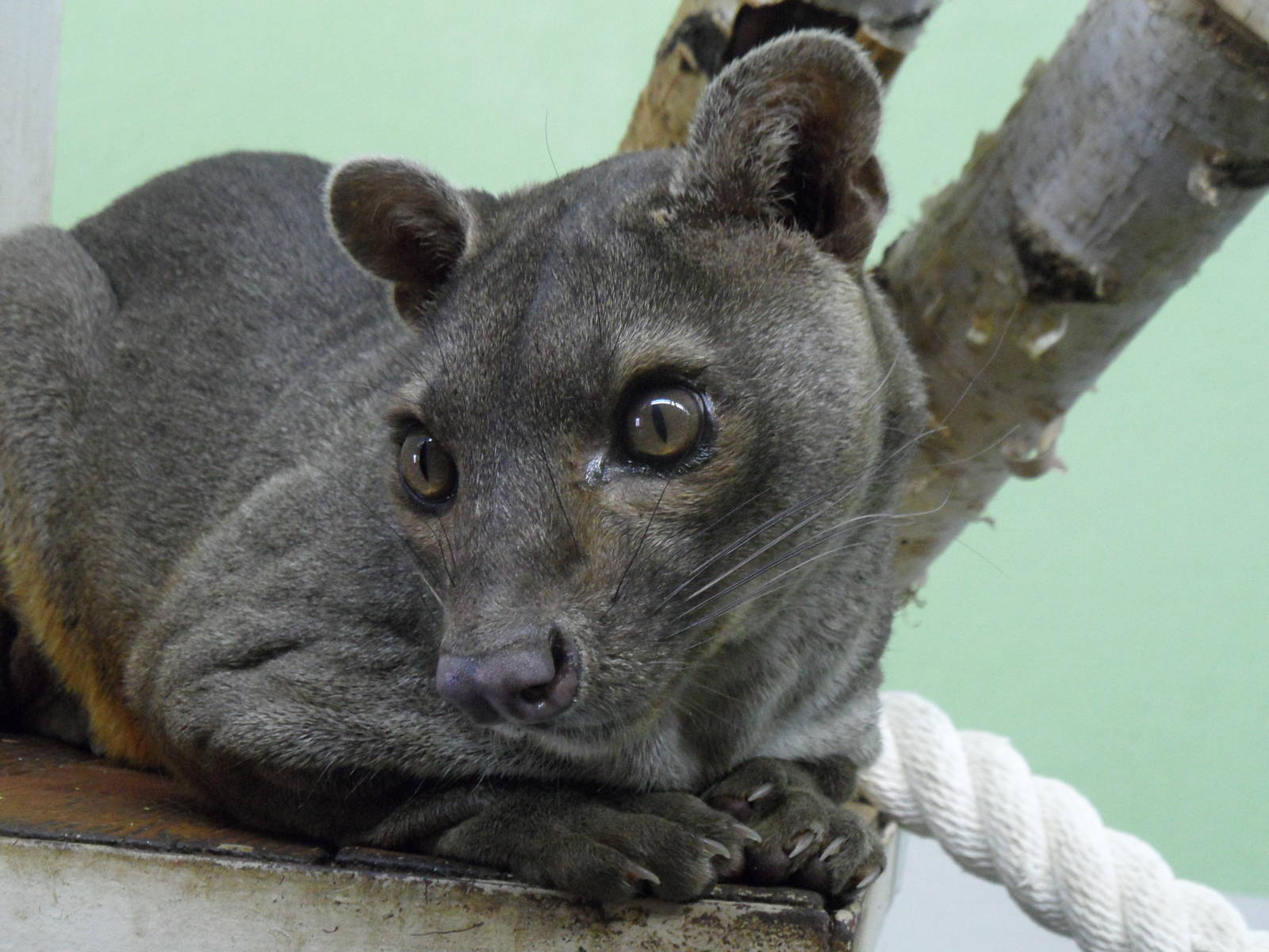 Fossa