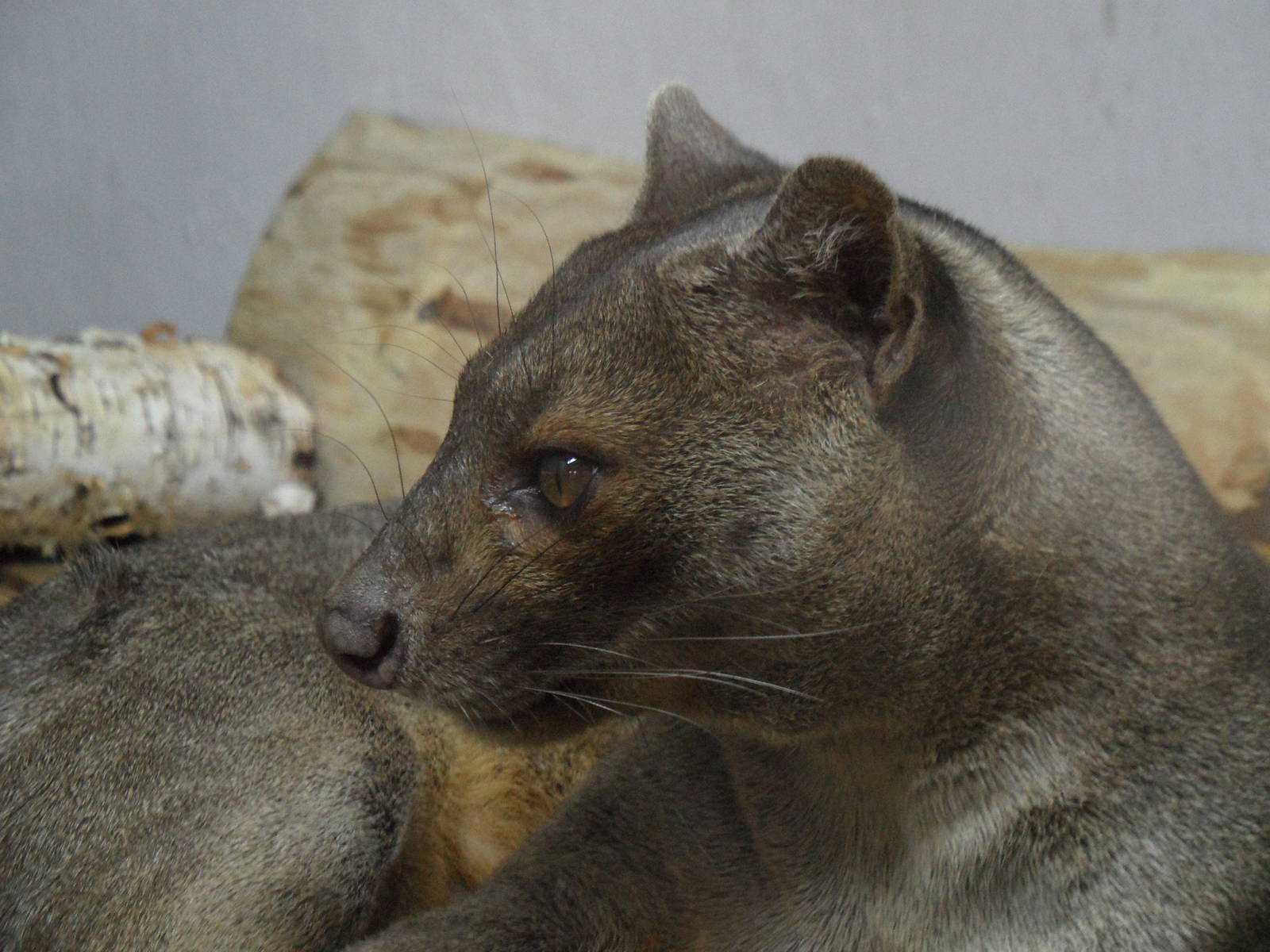 Fossa
