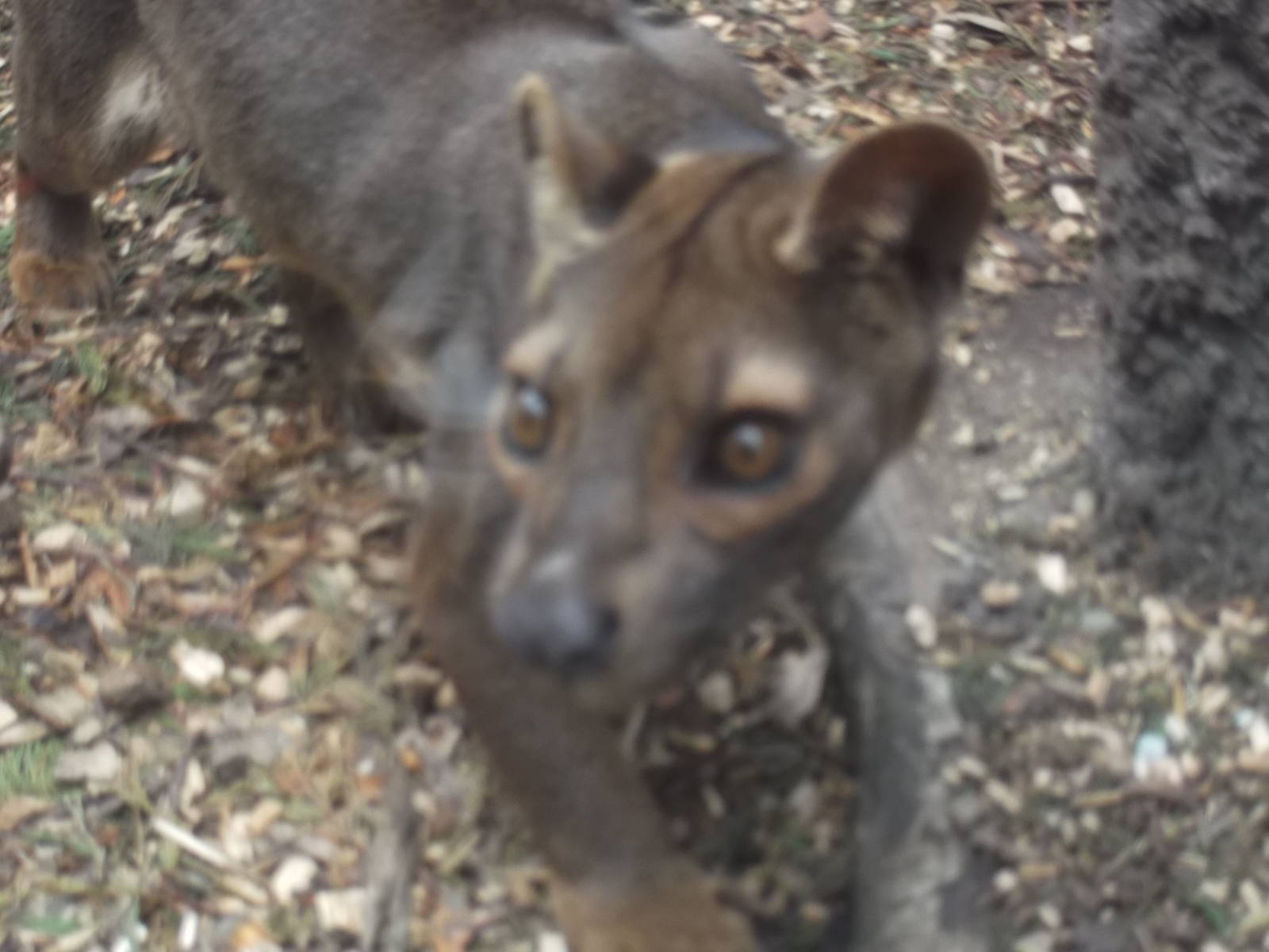 fossa