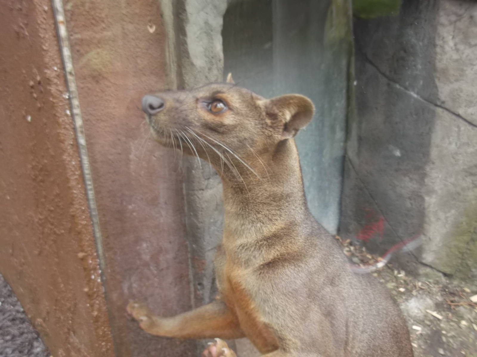 fossa